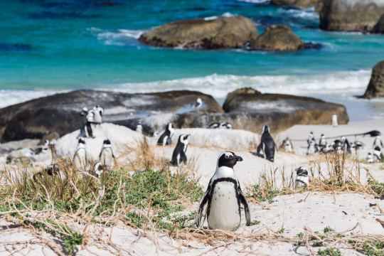 Pinguine am Strand von S&uuml;dafrika