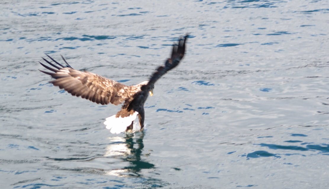 Seeadler